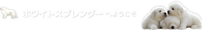 ホワイトスプレンダーへようこそ