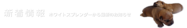 最新情報